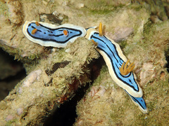 Chromodoris elisabethina