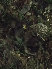 Procyon lotor