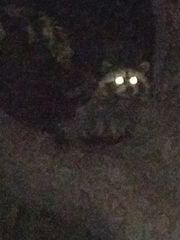 Procyon lotor