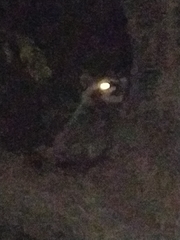 Procyon lotor