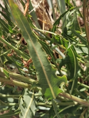 Lactuca tatarica