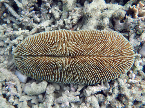 Ctenactis echinata (Pallas, 1766)