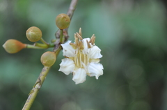 Mouriri cyphocarpa