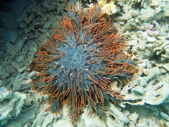 Acanthaster