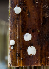 Hobsonia mirabilis