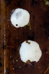 Hobsonia mirabilis