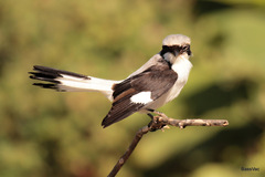 Lanius excubitoroides