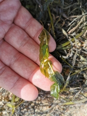 Potamogeton perfoliatus