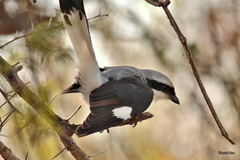 Lanius excubitoroides