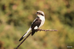 Lanius excubitoroides