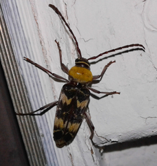 Megacyllene antennata