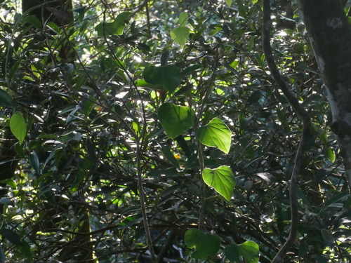 Pericampylus glaucus (Pericampylus glaucus)