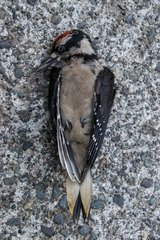 Dryobates villosus harrisi