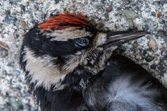 Dryobates villosus harrisi