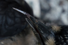 Dryobates villosus harrisi