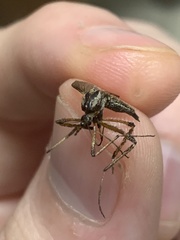 Psorophora