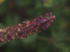 Coleus monostachyus