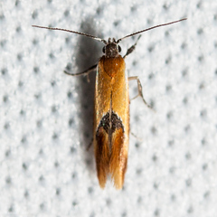 Batia lunaris