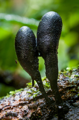 Xylaria schweinitzii