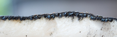 Xylaria schweinitzii