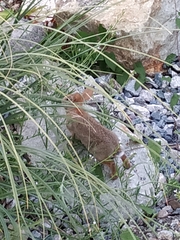 Sylvilagus floridanus