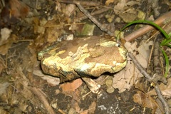 Porphyrellus sordidus