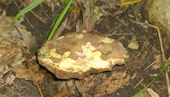 Porphyrellus sordidus