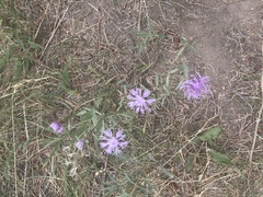 Centaurea × moncktonii