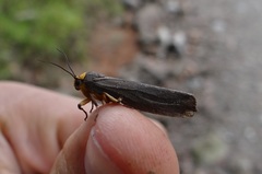 Gnamptonychia ventralis