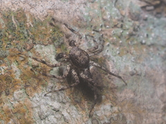 Phaeacius fimbriatus