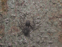 Phaeacius fimbriatus