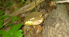 Boletus variipes image