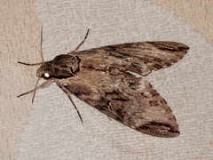 Psilogramma increta