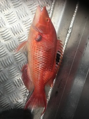 Bodianus unimaculatus