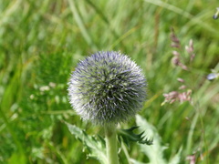 Echinops gmelinii