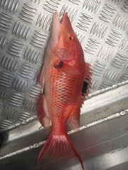 Bodianus unimaculatus