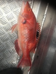 Bodianus unimaculatus