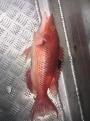 Bodianus unimaculatus