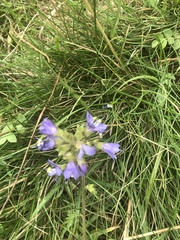 Polemonium occidentale occidentale