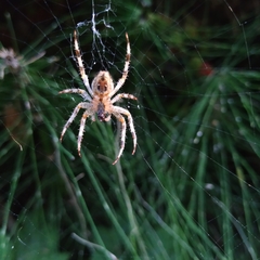 Araneus diadematus