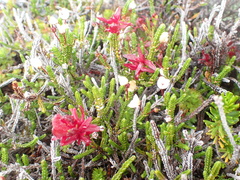 Exobasidium cassiopes