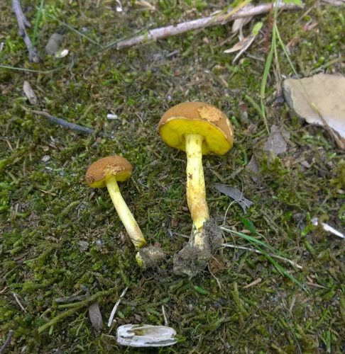 Xerocomus illudens (Peck) Singer