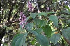 Miconia subcrustulata