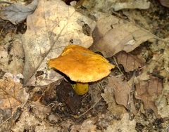 Aureoboletus roxanae