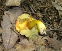 Aureoboletus roxanae