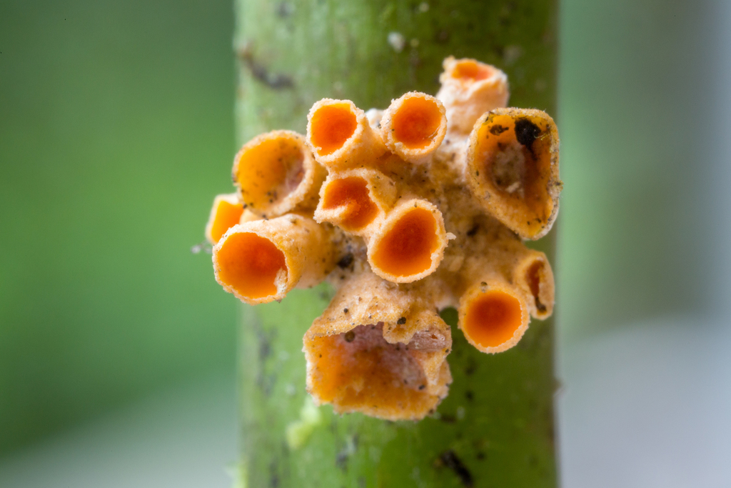 Moelleriella