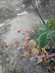 Ricinus