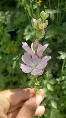 Sidalcea gigantea