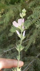 Sidalcea gigantea