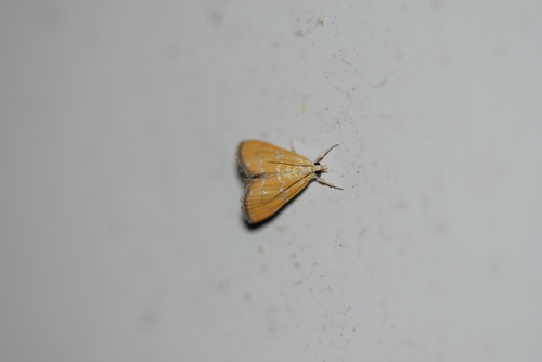 Xanthophysa psychicalis photo 2